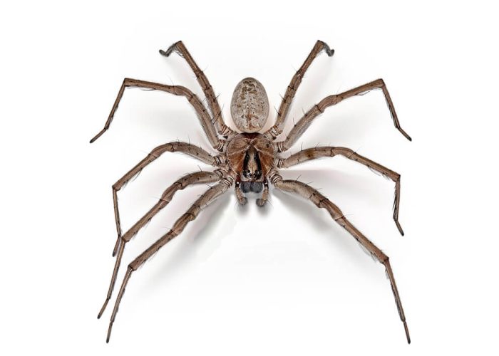 Huntsman spiders​ (Sparassidae family)