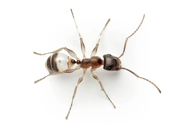 ghost ant