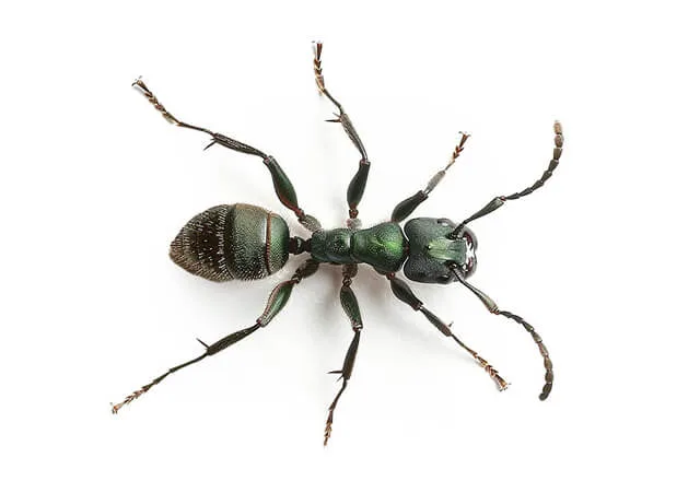 Pest Library 14 green ant