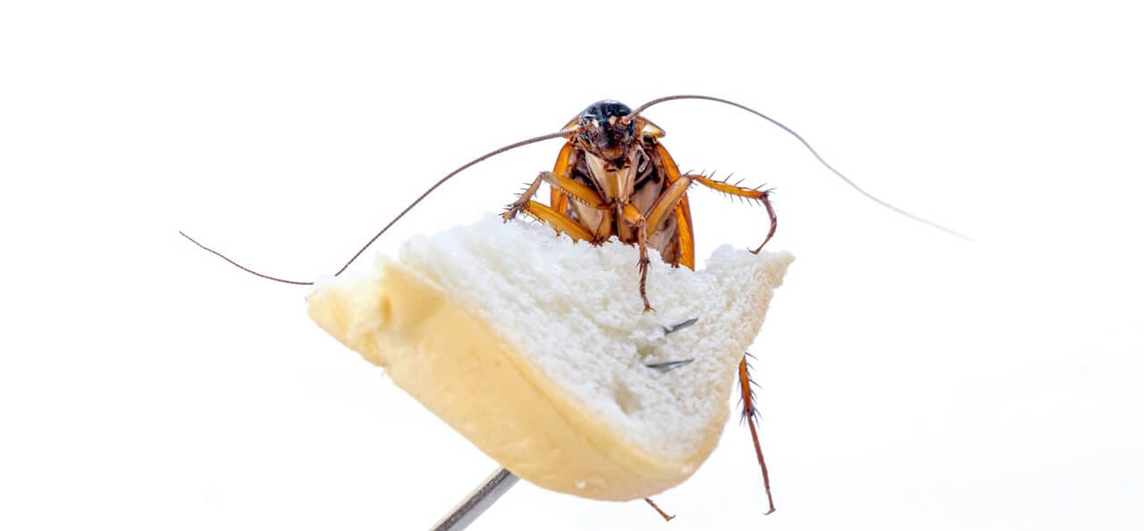 A cockroach sits on a piece of bread held by a metal skewer against a white background.