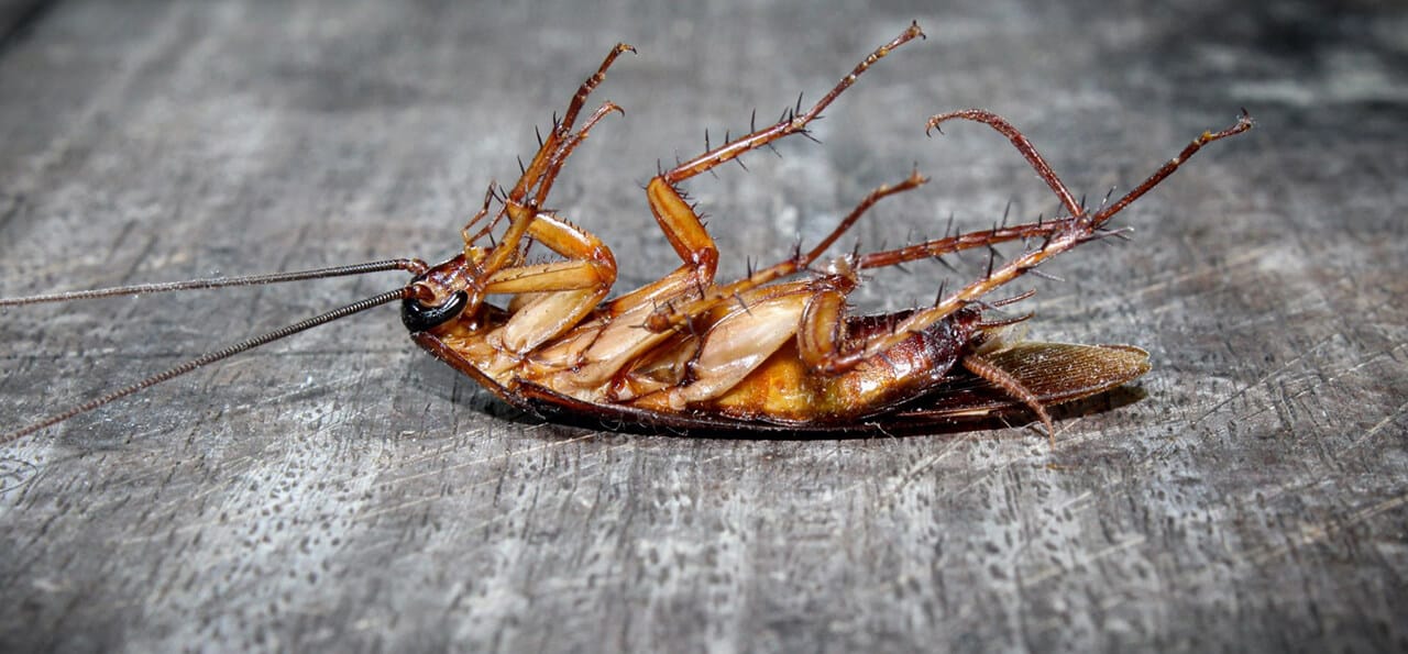 A dead cockroach lying on its back on a gray wooden surface.