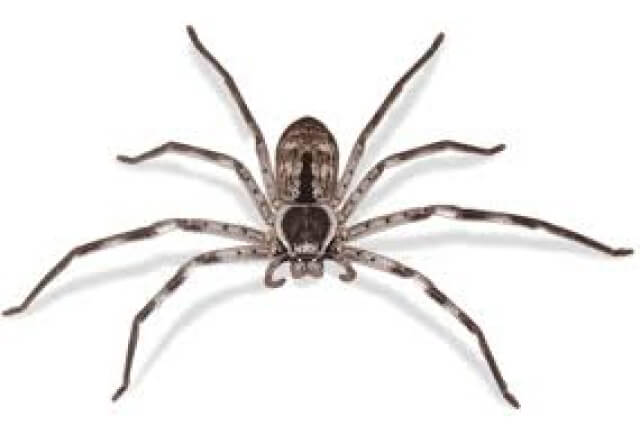 10 of the most dangerous spiders in Australia 9 huntsman spiders 1