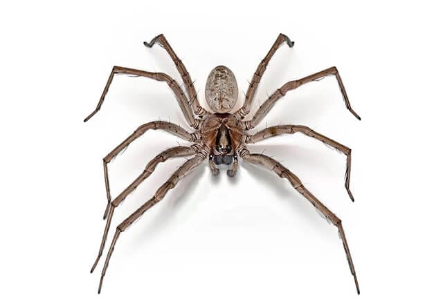 huntsman spiders