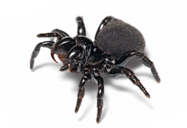 10 of the most dangerous spiders in Australia 4 mouse spider 1