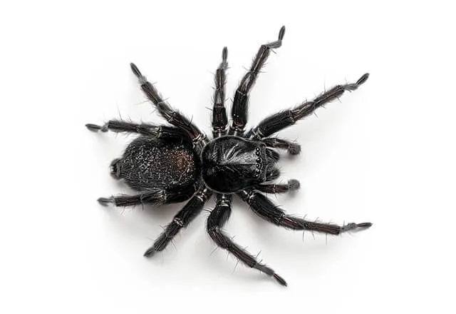 Pest Library 24 mouse spider