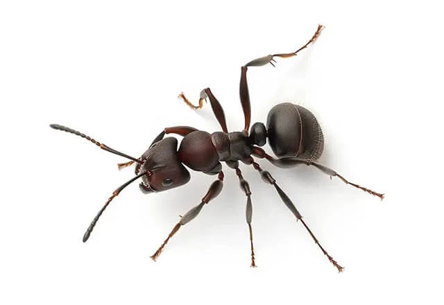Pest Library 15 odorous house ant