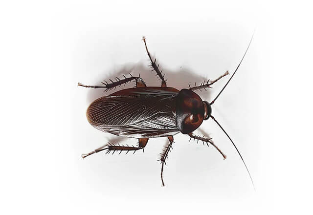 oriental cockroach