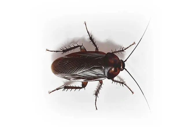 Pest Library 4 oriental cockroach
