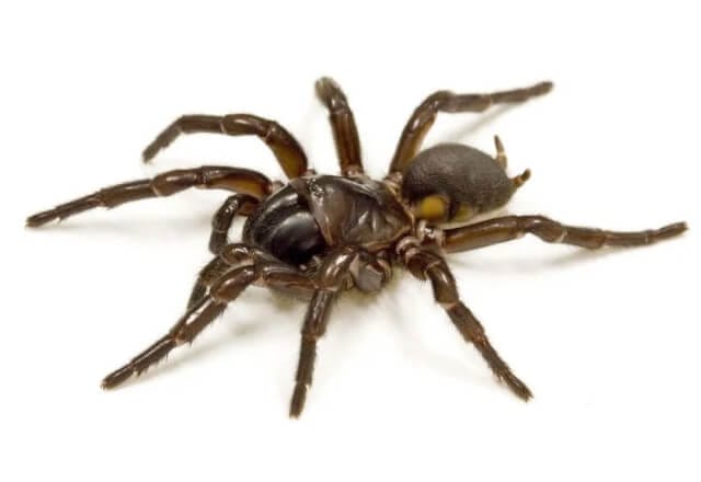 10 of the most dangerous spiders in Australia 2 other funnel webs 1