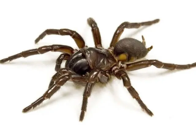 Pest Library 25 other funnel webs