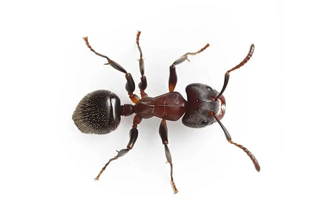 Pest Library 16 pavement ant