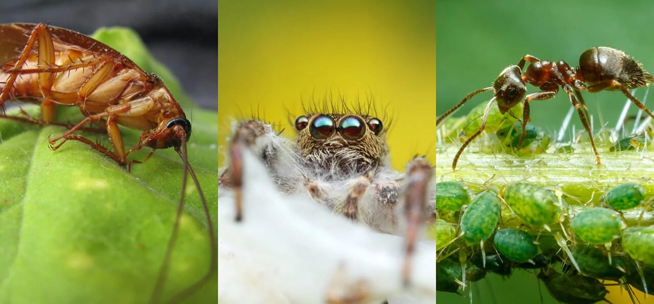 Close-up photos of a cockroach on a leaf, a jumping spider with visible eyes, and an ant tending to green aphids on a plant.