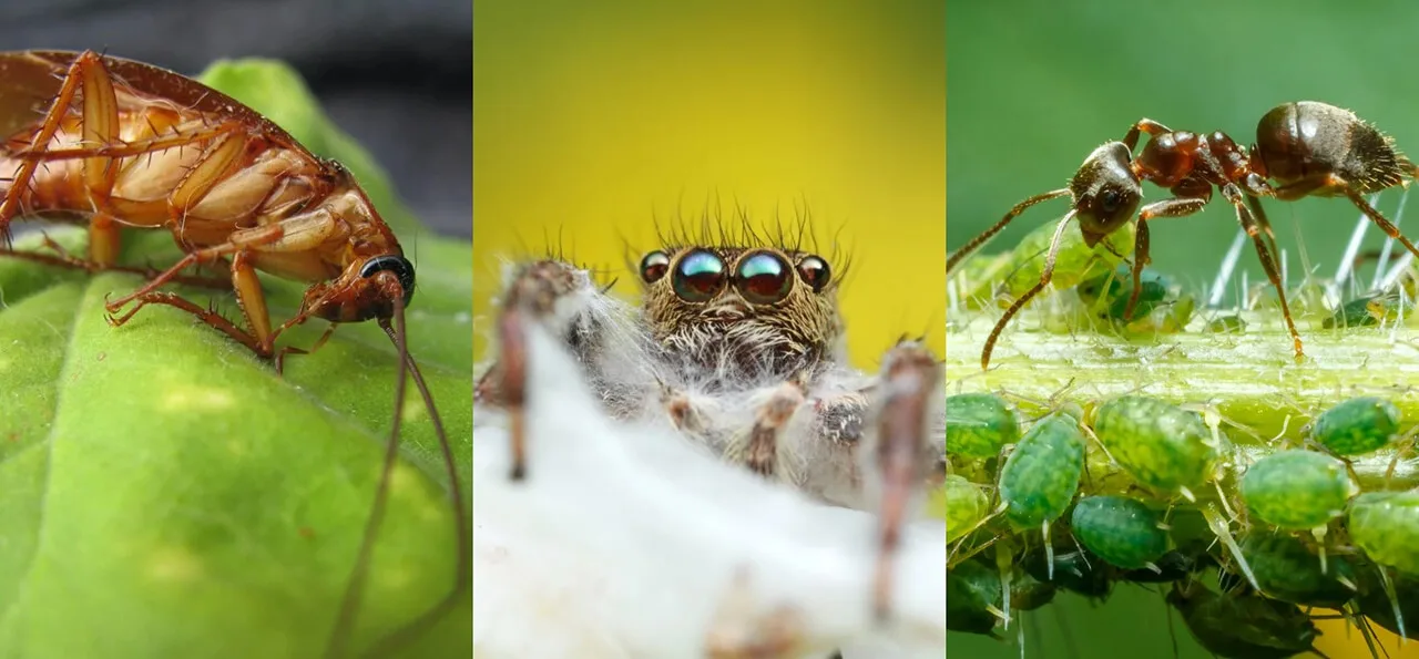Close-up photos of a cockroach on a leaf, a jumping spider with visible eyes, and an ant tending to green aphids on a plant.