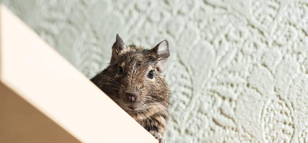 A small brown and black rodent sits on a light-colored surface with a textured, patterned background behind it.