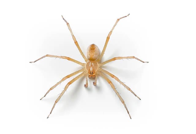 recluse spider