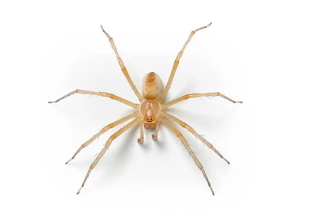 Pest Library 27 recluse spider
