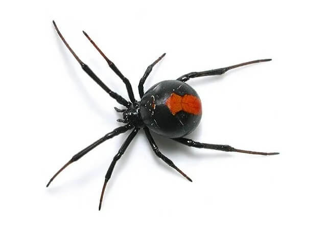 10 of the most dangerous spiders in Australia 3 redback spider 1