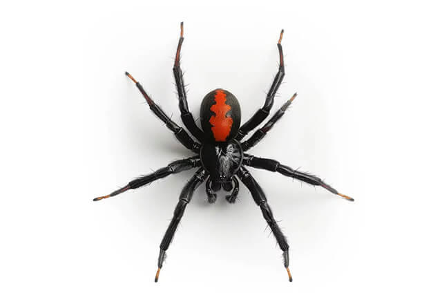 redback spider