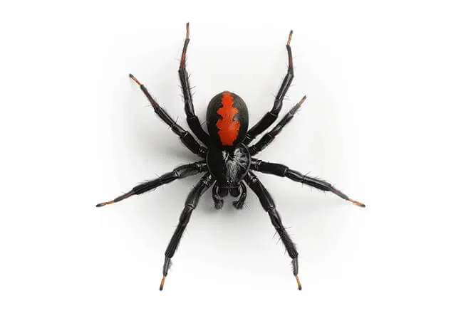 Pest Library 26 redback spider