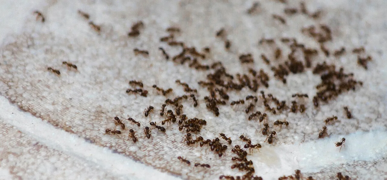 A group of ants clustered together and moving across a light-colored surface.