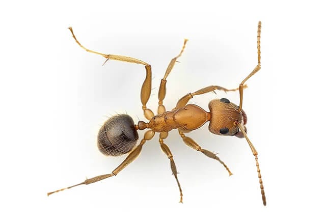 singapore ant
