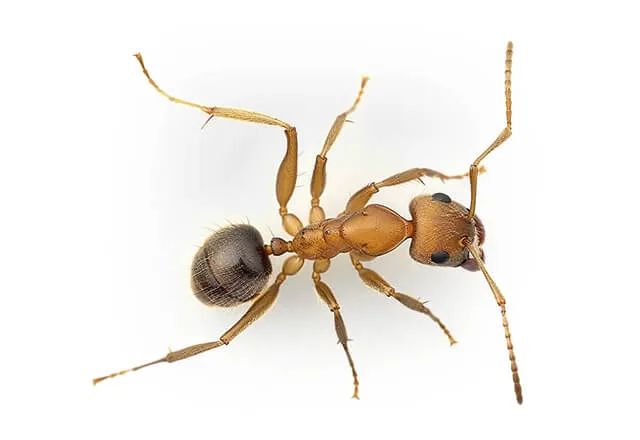 Pest Library 18 singapore ant