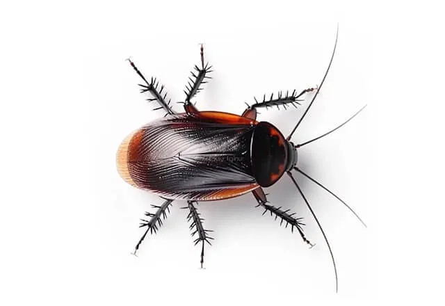 Pest Library 5 smoky brown cockroach
