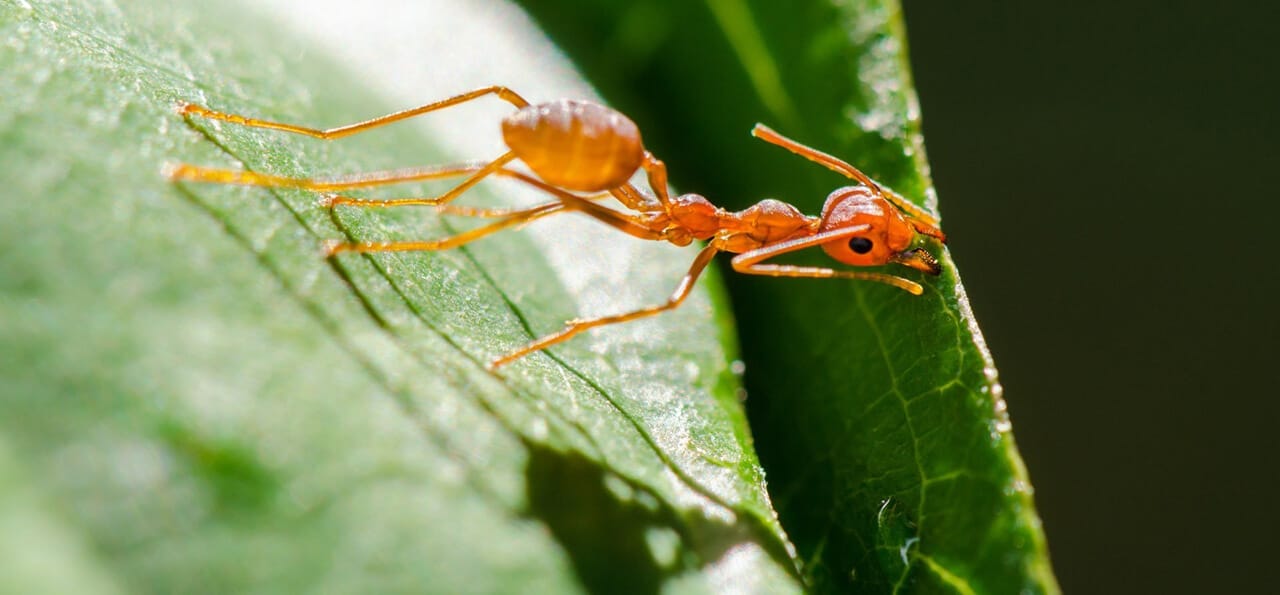 Close-up of an orange ant walking on a green leaf, with sunlight casting shadows and details of the ant's body and the leaf's texture visible.