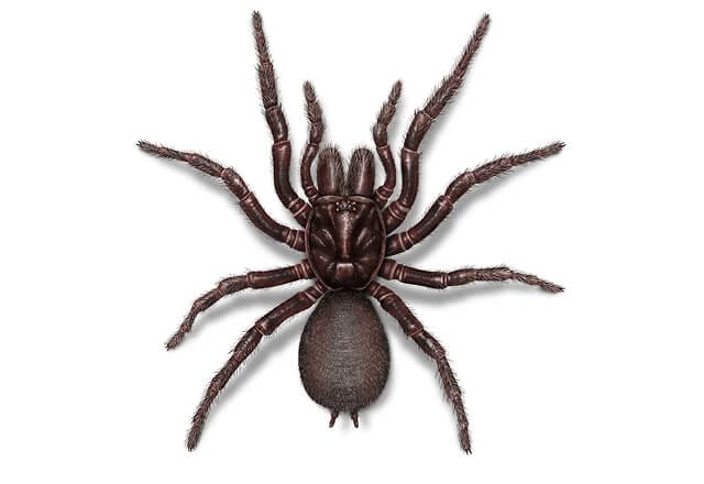 10 of the most dangerous spiders in Australia 1 sydney funnel web 1