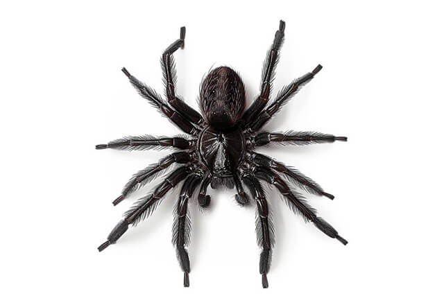 sydney funnel web