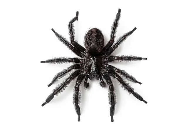 Pest Library 28 sydney funnel web