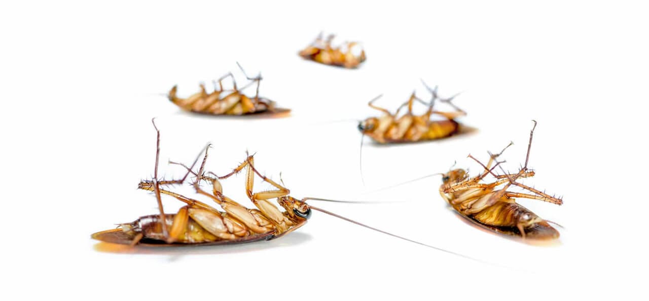 Five dead cockroaches lying on their backs on a white surface.