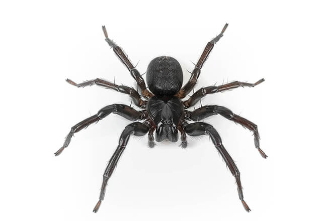 trap door spider