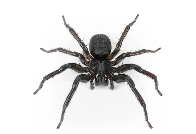 Pest Library 29 trap door spider