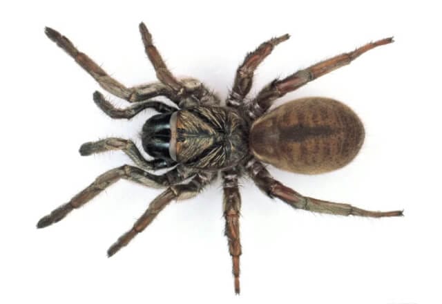 10 of the most dangerous spiders in Australia 5 trap door spiders