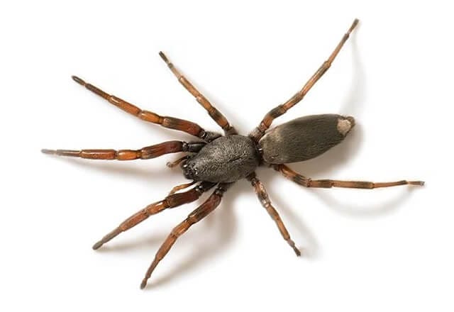 10 of the most dangerous spiders in Australia 6 white tailed spiders