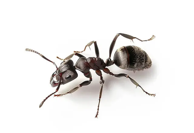 Pest Library 20 whitefooted house ant